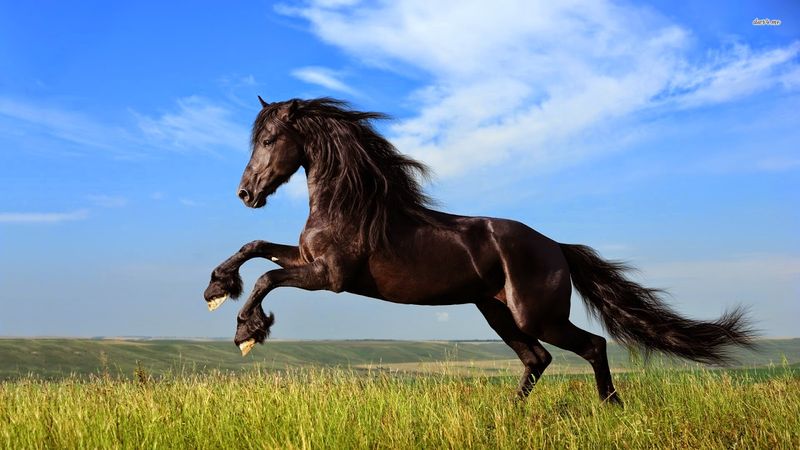 Horse