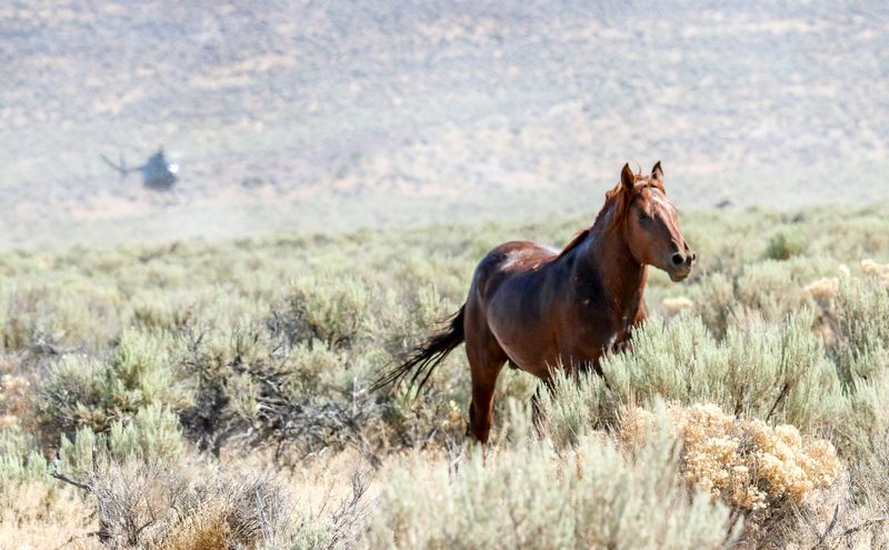 Horses