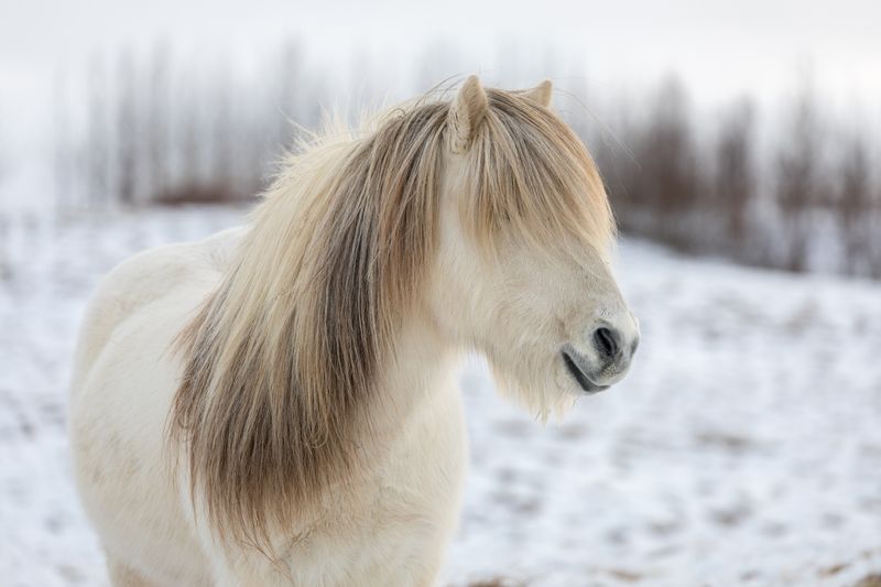 Horses Growing Thick Coats