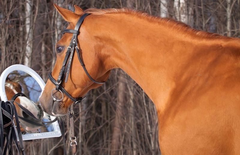 Horses and Social Dynamics