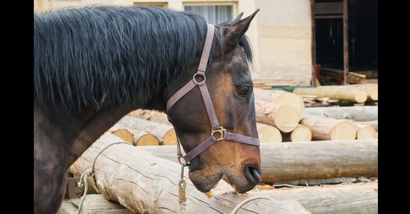 Horses