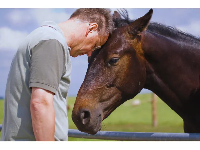 Horses