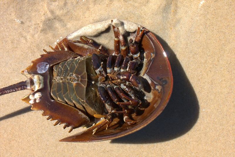 Horseshoe Crab