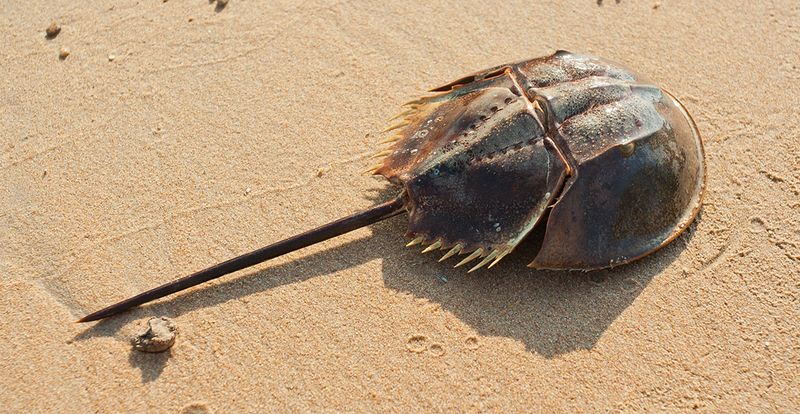 Horseshoe Crab
