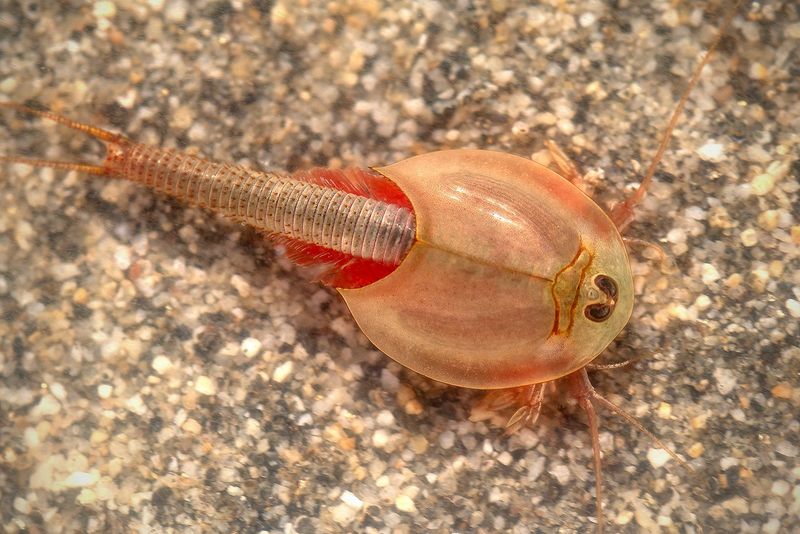 Horseshoe Shrimp