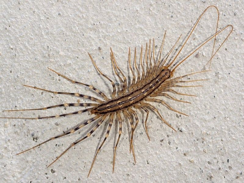 House Centipede