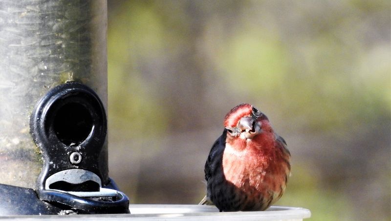 House Finch