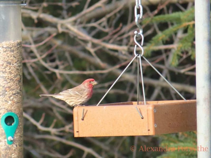 House Finch