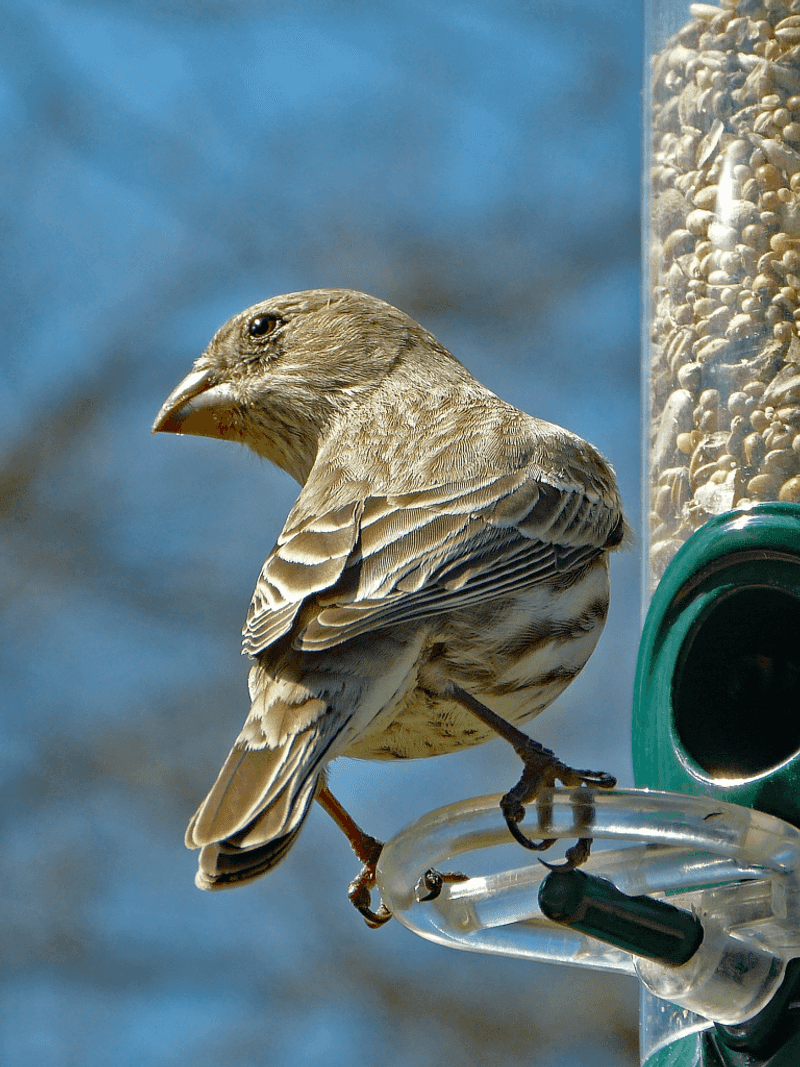 House Finch