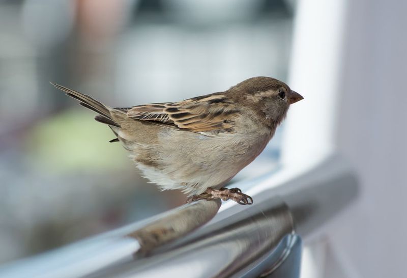 House Sparrow