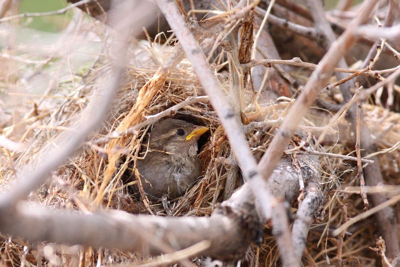 House Sparrow