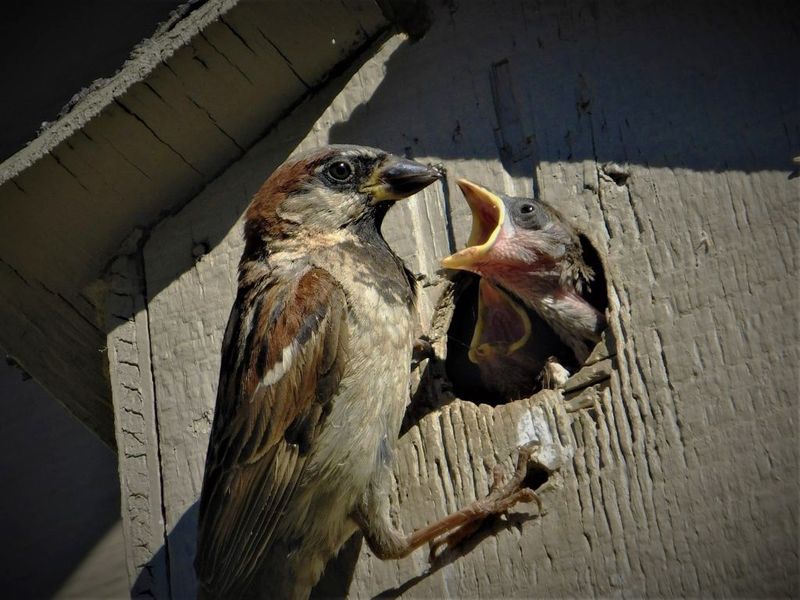 House Sparrow