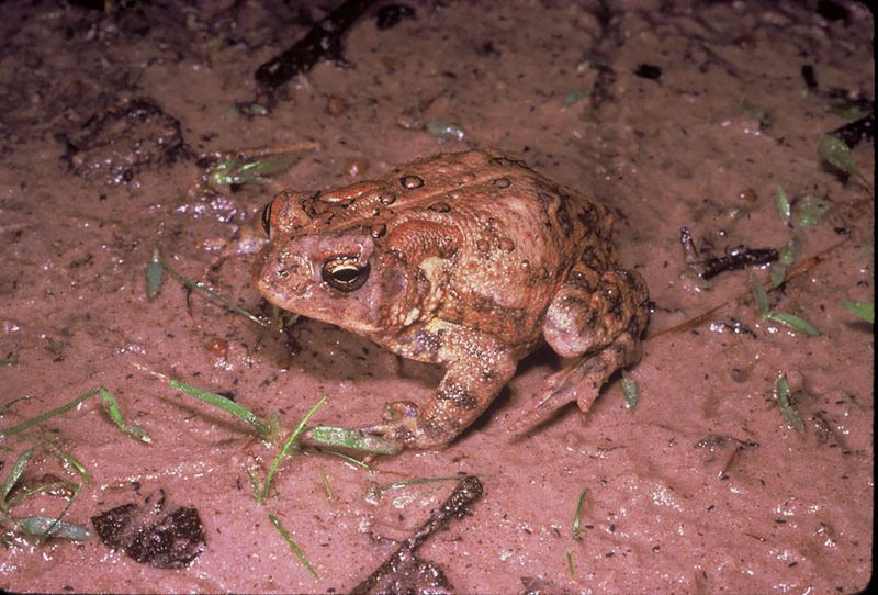 Houston Toad