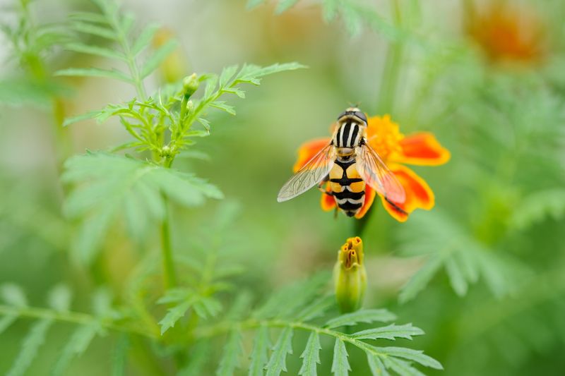 Hoverflies