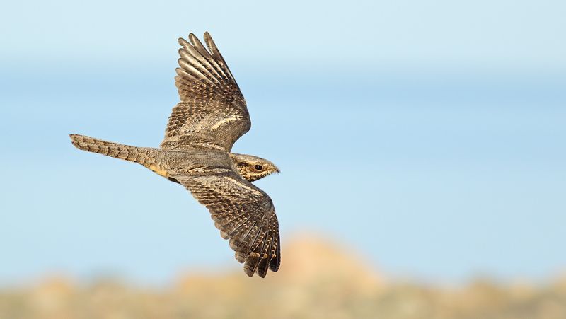 Hovering Skills of the European Nightjar