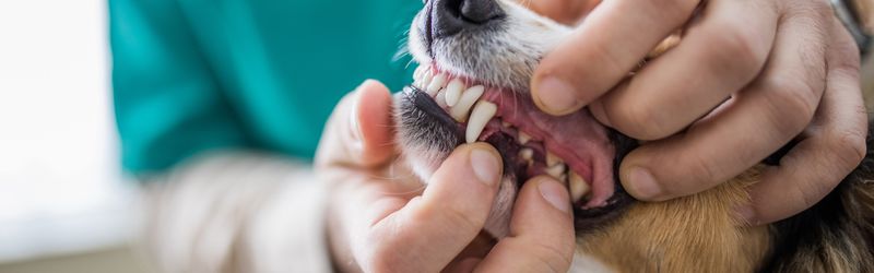 How can I maintain my pet’s dental health?