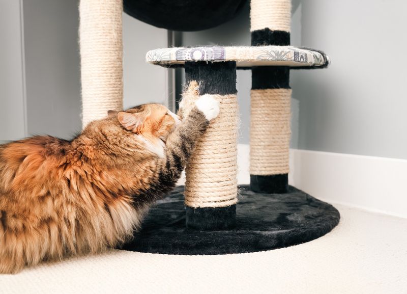 How can I make my pet’s environment safer?