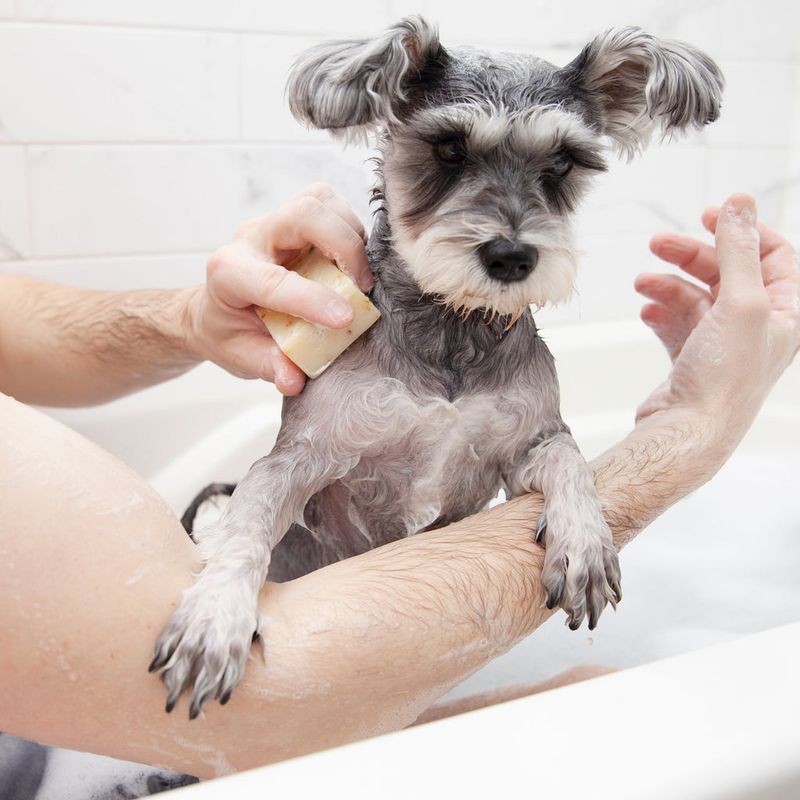How can I prevent my pet from developing allergies?