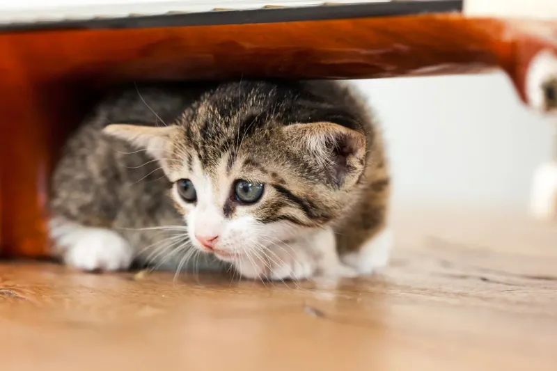 How do I know if my pet is in pain?
