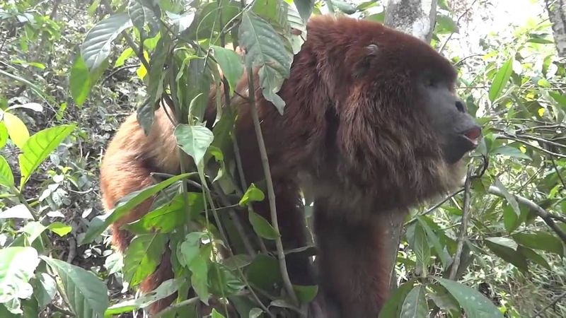 Howler Monkey