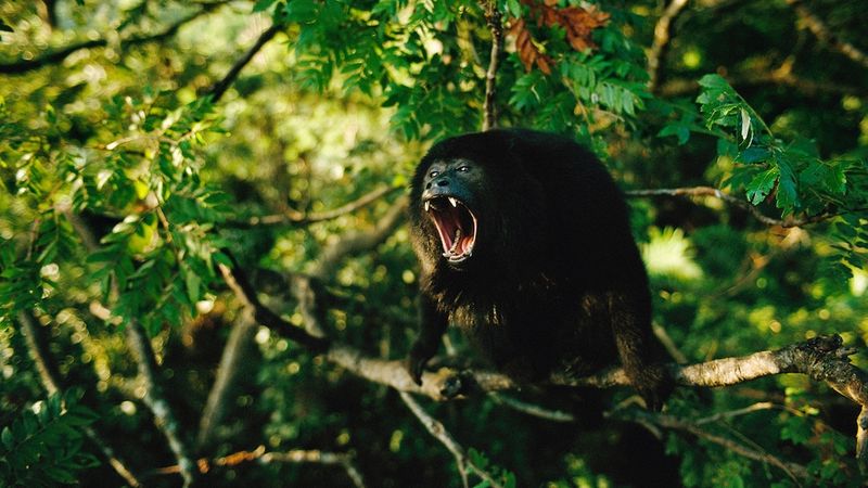 Howler Monkey