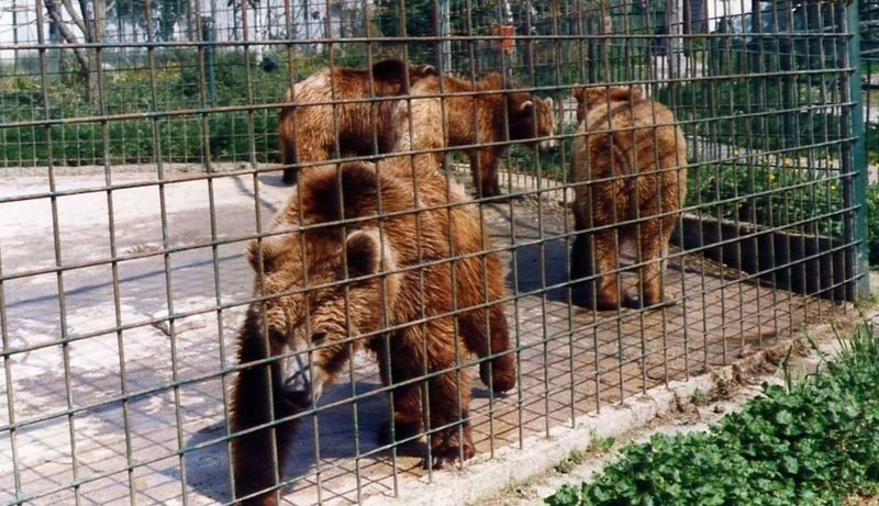 Human-Wildlife Conflict Resolution