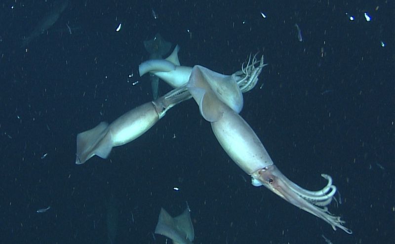 Humboldt Squid