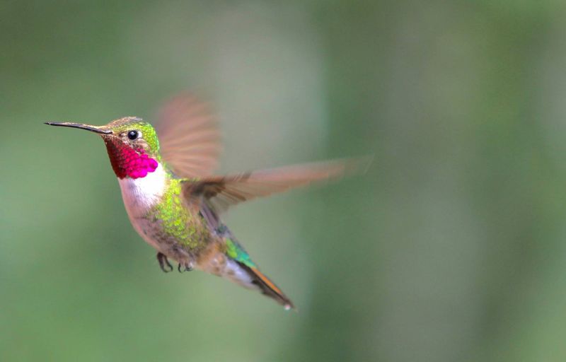 Hummingbird