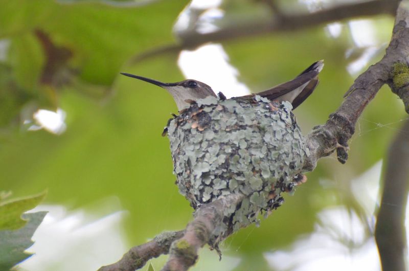 Hummingbird