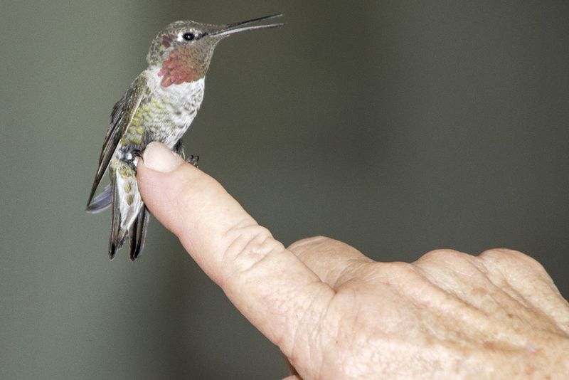 Hummingbird