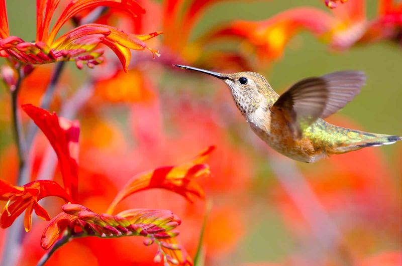 Hummingbird