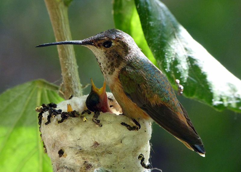 Hummingbird