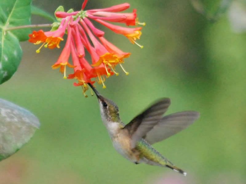 Hummingbirds