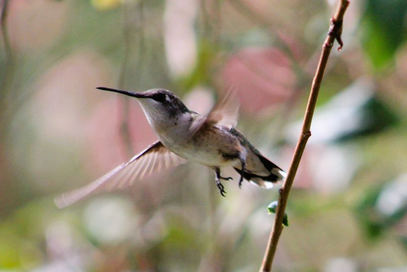 Hummingbirds: Messengers of Joy