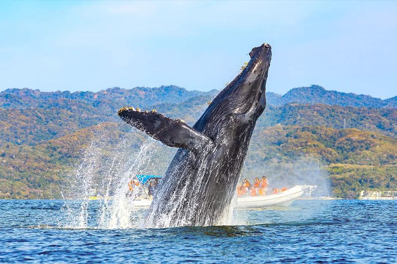 Humpback Whale
