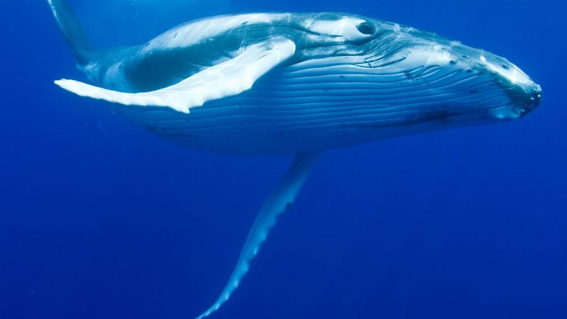Humpback Whale