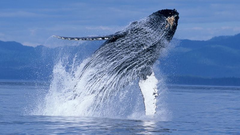 Humpback Whale