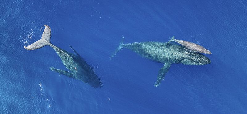 Humpback Whale Migration