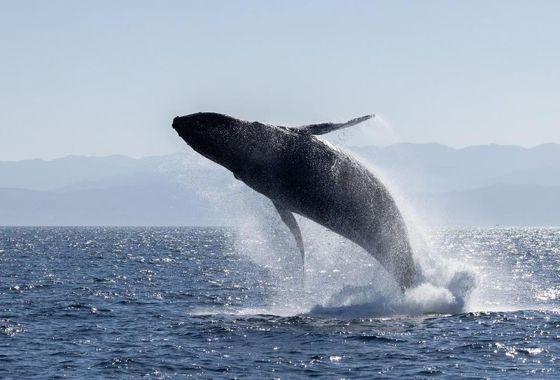 Humpback Whale