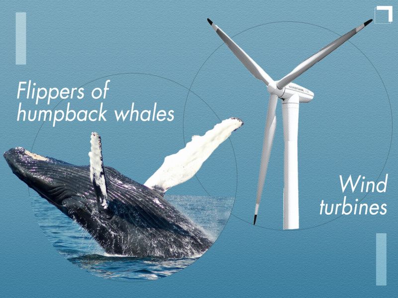 Humpback Whales and Wind Turbines