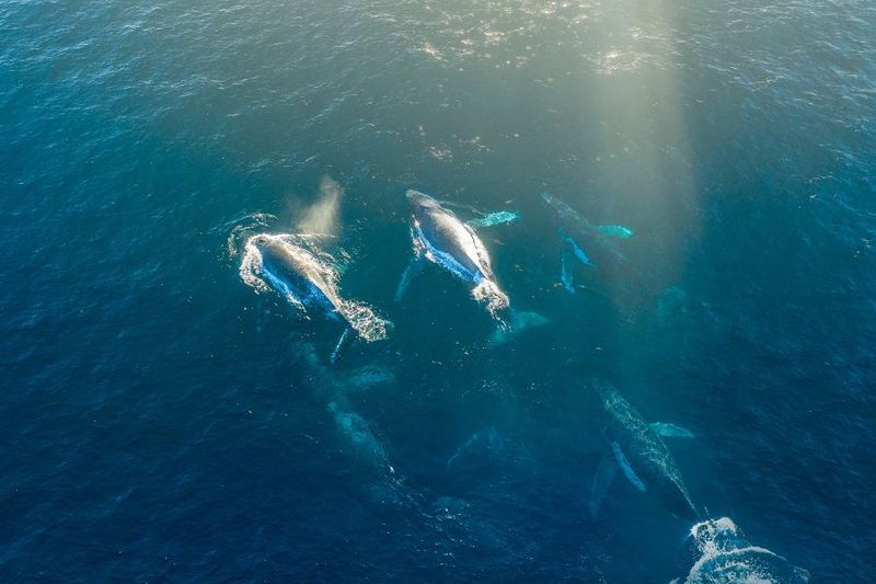 Humpback Whales