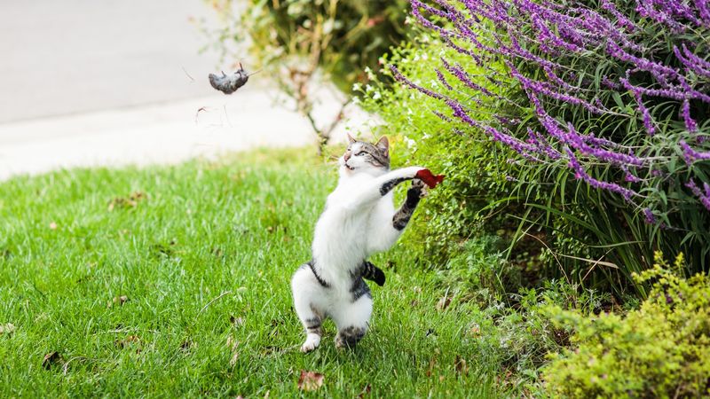 Hunting Play