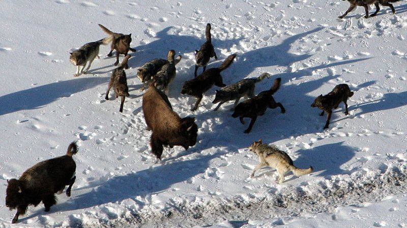 Hunting Techniques of Wolves