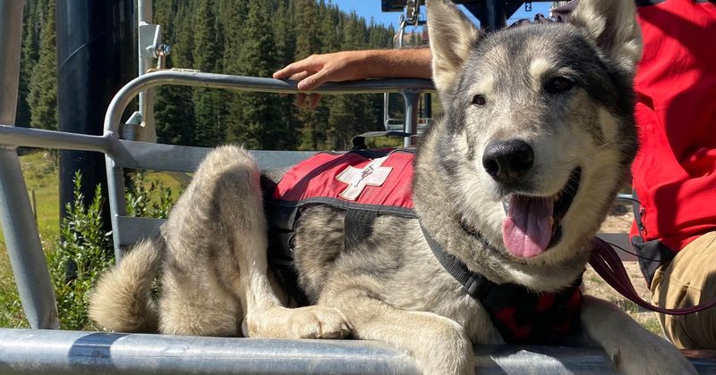Husky