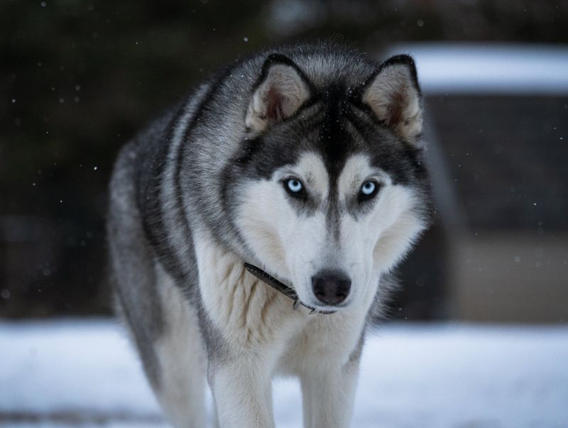 Husky-Wolf Hybrid