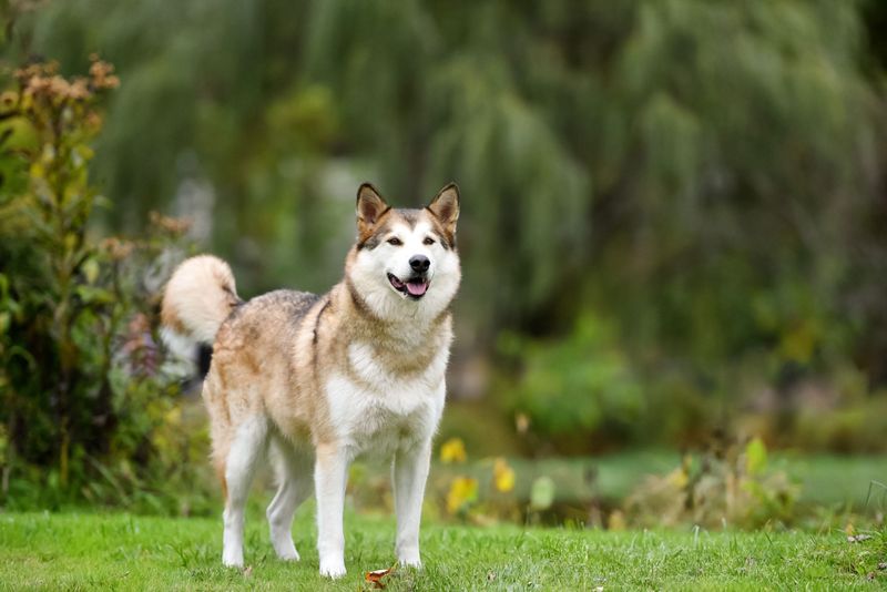 Husky