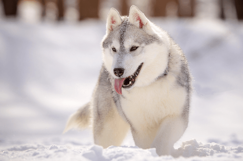 Husky