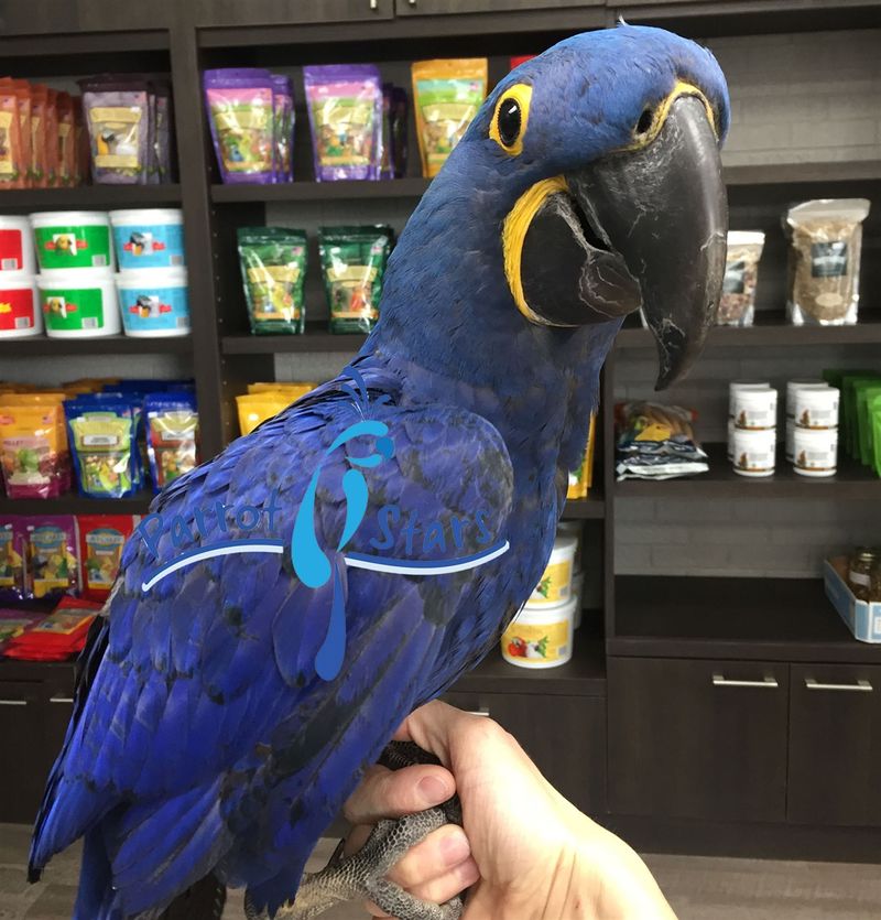 Hyacinth Macaw