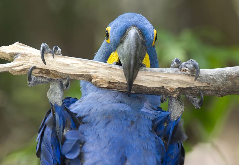Hyacinth Macaw