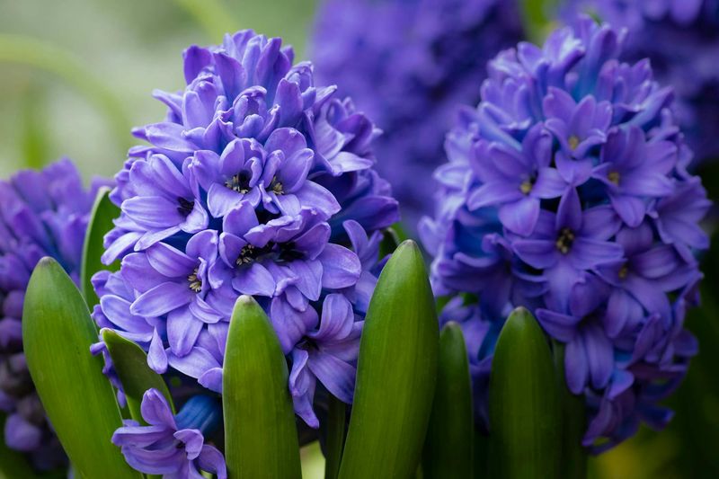 Hyacinth